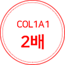 COL1A1 2배